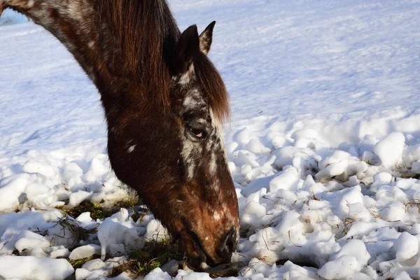 在冬天的雪地里 一头秃头的马从一匹在牧场里寻找饲料的马身边经过 — 图库照片