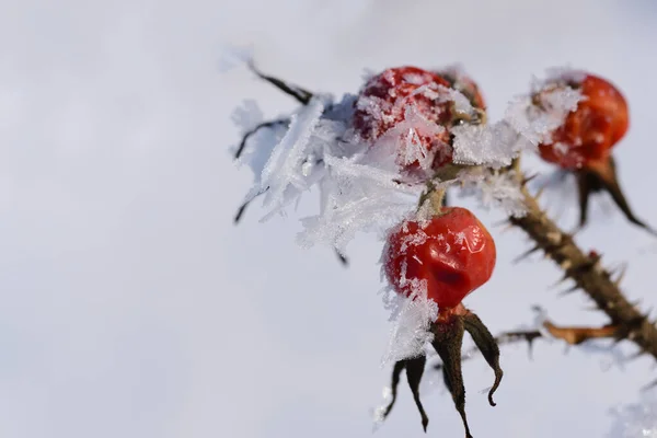 A frozen rose hip in winter is covered with ice crystals, against a white background
