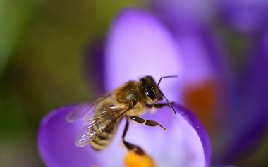 Bir bal arısı, ilkbaharda Bavyera 'daki bir çayırda mor bir tarladan polen toplar.