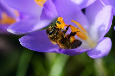 Bir bal arısı, ilkbaharda Bavyera 'daki bir çayırda mor bir tarladan polen toplar.