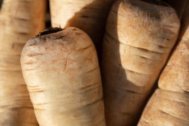 Yaban havucu yan yana yatarken yakın plan ve arka plan