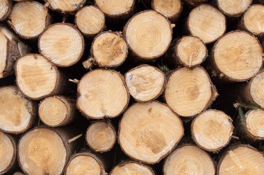 Birkaç yeni kesilmiş kütük birbirinin üstünde duruyor.
