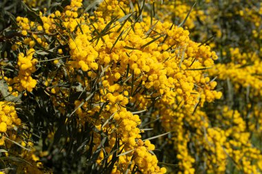 Sarı çiçekli gümüş akasya (Acacia deal bata) ya da sahte mimoza, Sicilya 'da ilkbaharda çiçekleriyle birlikte.