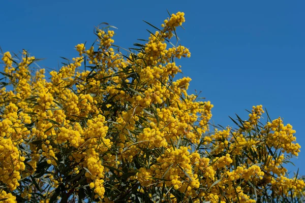 Fotos de Acacia mediterránea de stock, Acacia mediterránea 