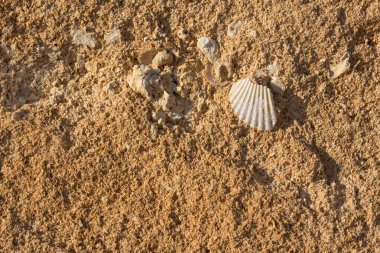 Gözenekli kumtaşı kahverengi bir zemin oluşturur ve içinde deniz kabuğu parçaları pişirilir.