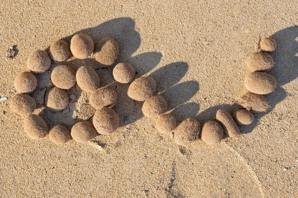 Small Balls Dried Seaweed Beach Form Spiral Sand — Photo