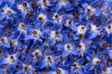 Background from many blue flowers of boretsch or cucumber herb or kukumerkraut (Borago officinalis), which are on top of and next to each other clipart