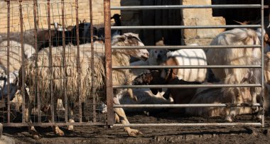 In the countryside in southern Europe, sheep and goats are in a stable, behind bars