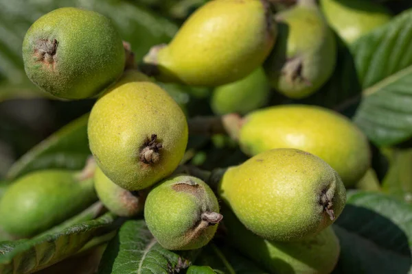 Italy Immature Medlars Grow Tree Green Leaves — Stock Fotó