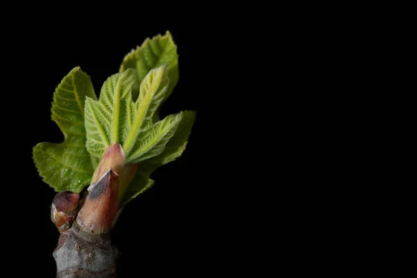 The green bud of fresh fig leaves on the edge of a picture against a dark background