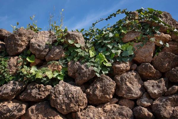 Mavi gökyüzüne karşı, üzerinde yapraklar büyüyen sert taşlardan bir duvar.