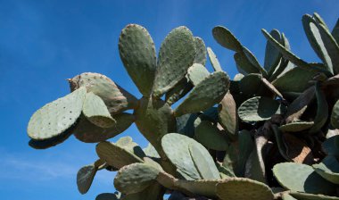 Sicilya 'da ilkbaharda mavi gökyüzüne karşı dikenli armut yaprakları yakın.