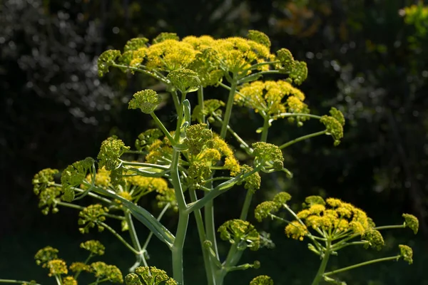 西西里春天 一只盛开的野生茴香花的近景 — 图库照片