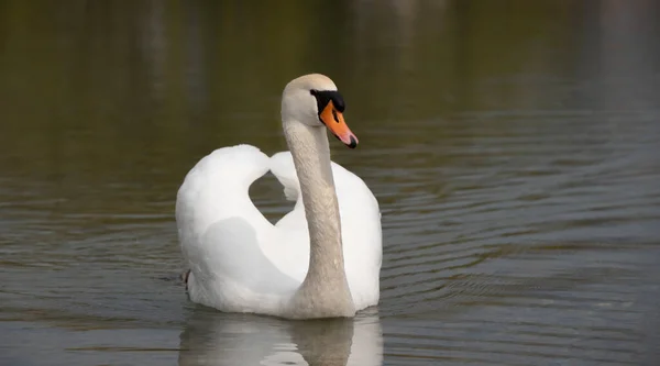 Cisne Blanco Nada Lentamente Través Lago Oscuro —  Fotos de Stock