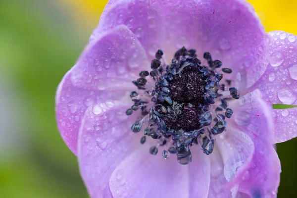 Sluiten Van Knop Van Een Paarse Papaver Bloem Gefotografeerd Van — Stockfoto