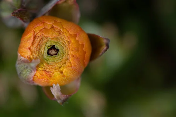 Zárja Rügy Egy Narancs Ranunculus Fényképezett Felülről Vízcseppek Tavasszal — Stock Fotó