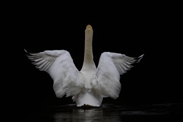 一只白天鹅在黑暗的水里游泳 从后面张开它的翅膀 — 图库照片