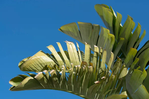 Parecchie Foglie Verdi Albero Banana Contro Cielo Azzurro — Foto Stock