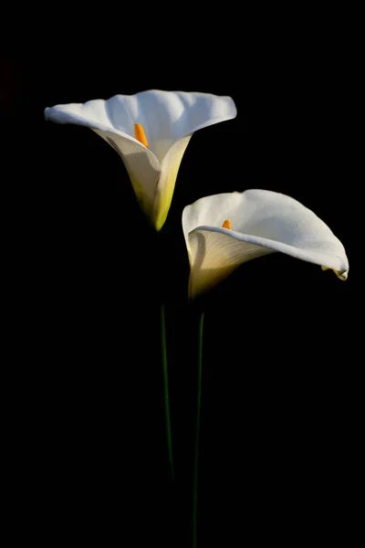 Zantedeschia aethiopica 'nın iki beyaz çiçeği, yaygın olarak Kalla zambağı ve arum zambağı olarak bilinir, koyu bir arka plana karşı.
