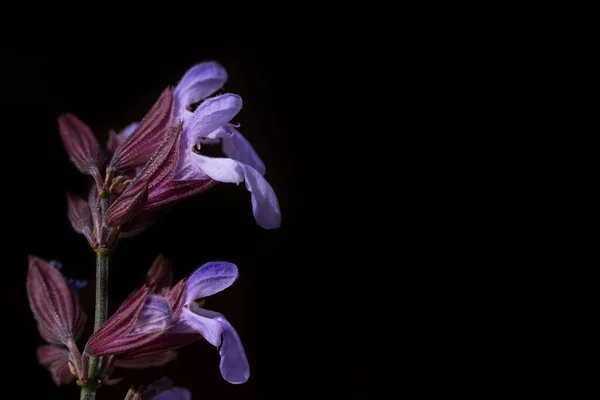 Adaçayının Mor Çiçeklerinin Yakın Plan Detaylı Çekimleri Metin Için Alanı — Stok fotoğraf