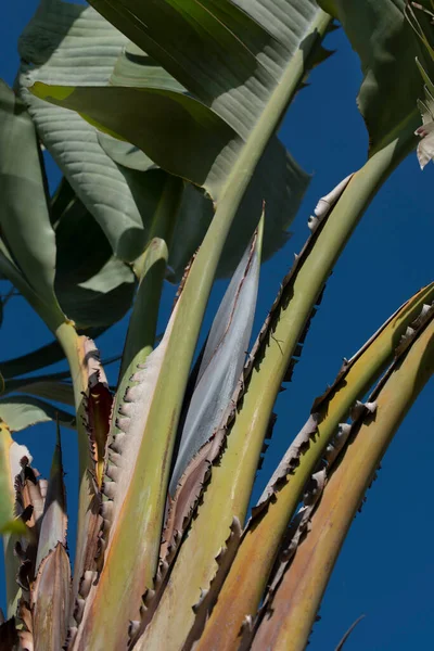 Dettaglio Primo Piano Banano Con Foglie Verdi Contro Cielo Blu — Foto Stock