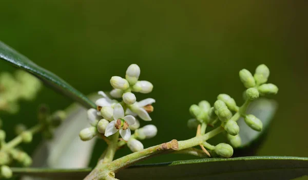 Křehké Pupeny Olivového Květu Větvi Olivovníku Jaře — Stock fotografie