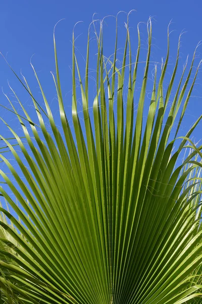 Una Foglia Palma Verde Contro Cielo Blu Formato Verticale — Foto Stock