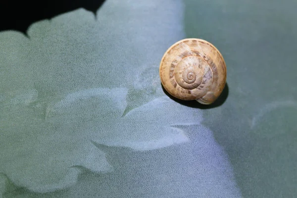 Een Slak Met Een Huis Zit Het Groene Blad Van — Stockfoto