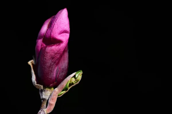 Bir manolyanın kırmızı tomurcuğu siyah bir arkaplan karşısında doğanın bir dalında büyür.