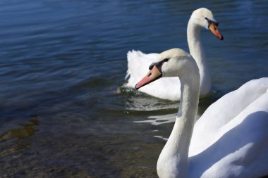 İki beyaz kuğu, mavi sudaki resmin içine doğru yüzüyor.