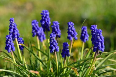 Baharda, birçok mavi üzüm sümbülü (Muscari) çayırda yan yana büyür ve güneş tarafından aydınlatılır.