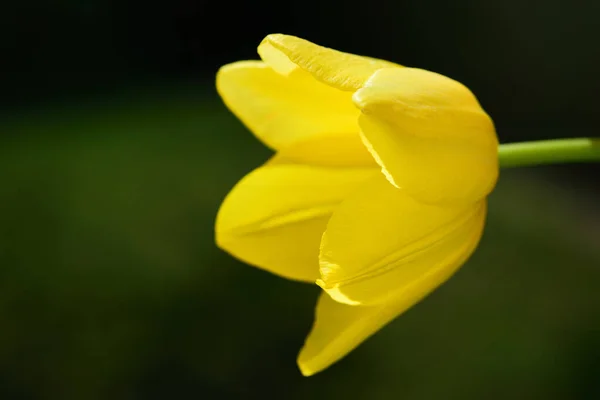 Жовтий Тюльпан Світить Сонці Темному Тлі — стокове фото