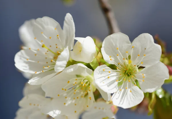 Close Delicate White Cherry Blossoms Branch Petals Spring — Stock Photo, Image