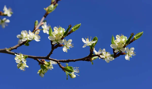 Delicate White Fruit Blossoms Branch Spring Blue Sky — Stock Photo, Image