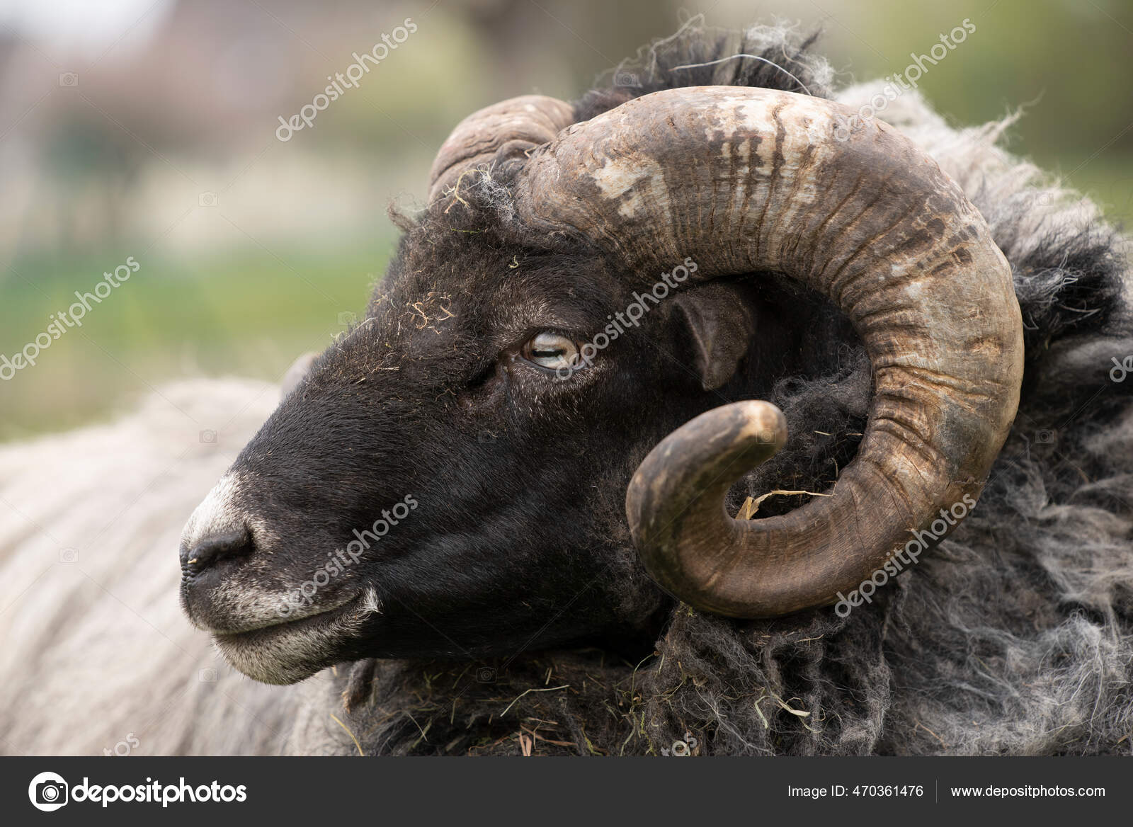 Ritratto Primo Piano Maschio Heidschnucke Una Pecora Con Corna Rotonde —  Foto stock di © leopictures #470361476