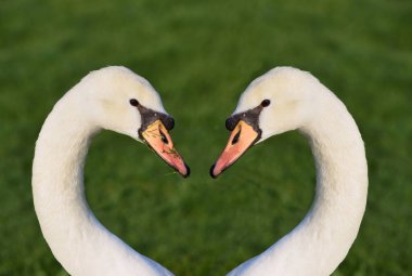 İki kuğunun portresi başları ve boyunları birbirine dönük ve bir kalp oluşturuyorlar. Bir kuğunun gagasında çimen, diğerinde yeşil bir arka plan var.