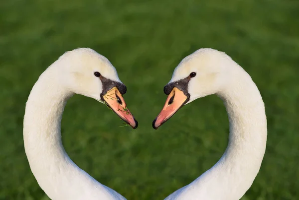 Портрет Двох Лебедів Головами Шиями Обличчям Один Одного Утворенням Серця — стокове фото