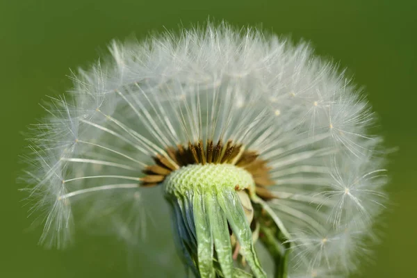 Close Van Een Paardebloem Vervaagde Paardebloem Met Veel Witte Parasols — Stockfoto