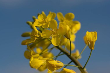 İlkbaharda sarı kolza tohumlu çiçekleri mavi gökyüzüne karşı sarı polenle kapatın.