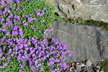 Küçük mor çiçekler baharda bir kayanın üzerinde büyür ve taştan bir arka planda renkli bir yastık oluşturur.