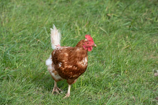 Nyáron Egy Kis Barna Házi Csirke Fut Zöld Réten — Stock Fotó
