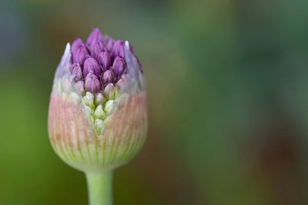 Primer Plano Brote Puerro Ornamental Púrpura Que Está Cubierto Con — Foto de Stock