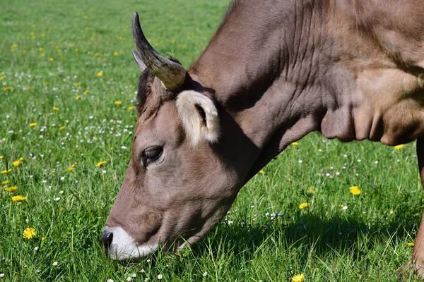 Großaufnahme Einer Gehörnten Braunen Milchkuh Die Gras Auf Einer Grünen — Stockfoto