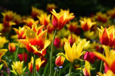 Baharda güneşte parlayan kırmızı ve sarı lalelerle dolu bir tarla.