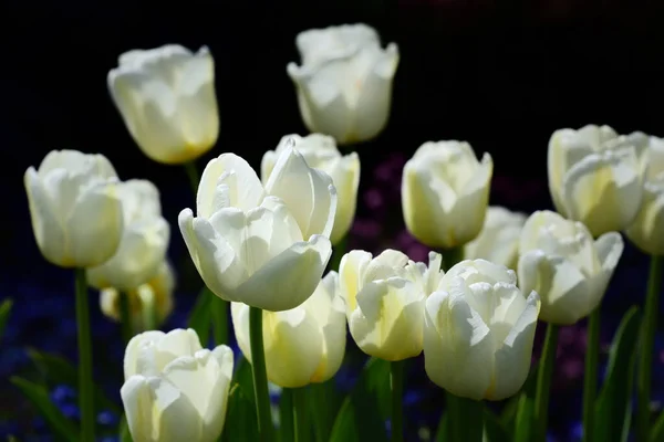 Поле Білих Квітучих Тюльпанів Освітлюється Відкритому Повітрі Темному Тлі Лугових — стокове фото