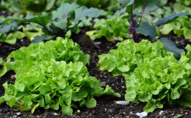 Bahçede, taze yeşil marul sebze tarlasında yetişir.