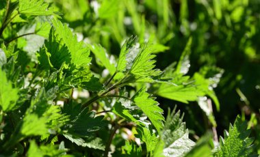 Baharda güneşte parlayan yeşil ve taze ısırgan otlarının arka planında
