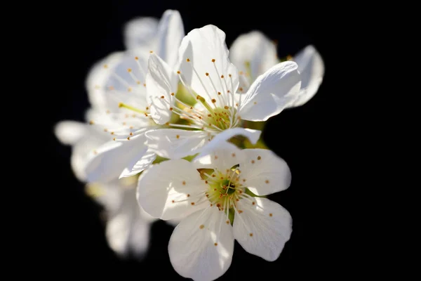 Close Delicate White Cherry Blossoms Spring Isolated Dark Background — Stock Photo, Image