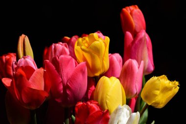 Parlak renkli bir lale buketinin kapağını kapatın. Çiçekleri ile birlikte karanlık bir arka plana parlayan laleler.