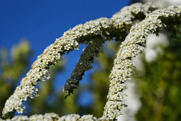 Several White Flowering Umbels Blue Sparrows Spiraea Arguta Bloom Garden — Stock Photo, Image